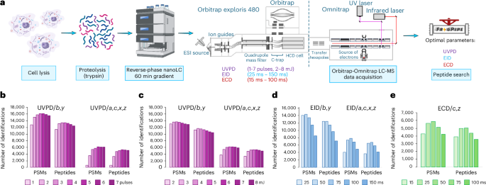 Integration of different fragmentation methods into normal LC-MS workflows utilizing a single deep studying mannequin enhances proteome protection Integration of alternative fragmentation techniques into standard LC-MS workflows using a single deep learning model enhances proteome coverage