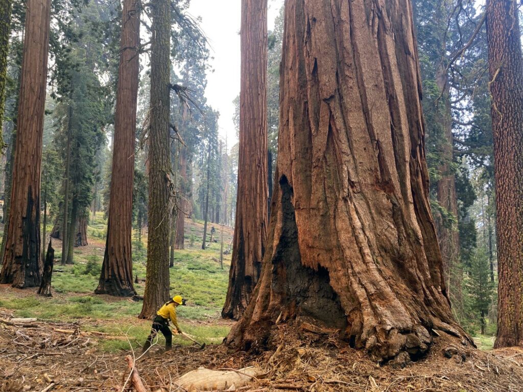 Forest Service plans to carry out major reorganization with or without approval from Congress