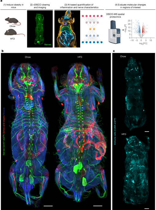 Cell-Level Secrets Unveiled: A Deep-Learning Framework Exposes Whole-Body Perturbations A deep-learning framework reveals whole-body perturbations at cell level