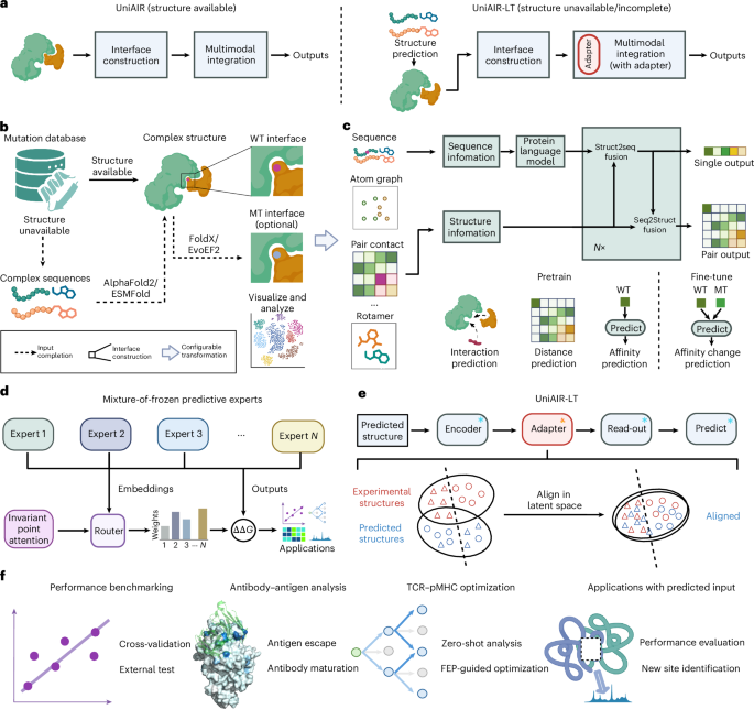 Unified Multimodal Framework Predicts Generalizable Immune Recognition Mutation Effects Generalizable mutation-effect prediction across adaptive immune recognition via unified multimodal framework
