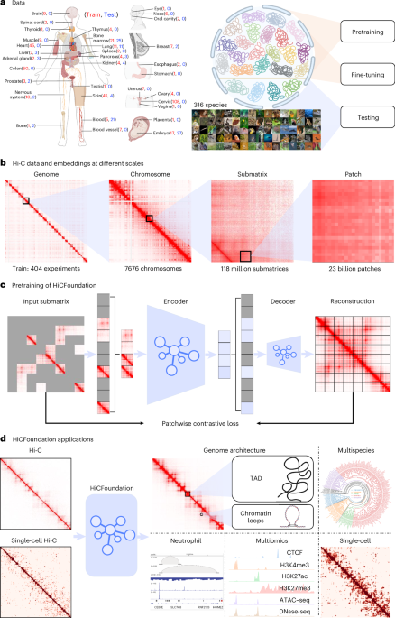 A generalizable Hi-C foundation model for chromatin architecture, single-cell and multiomics analysis across species A generalizable Hi-C foundation model for chromatin architecture, single-cell and multiomics analysis across species