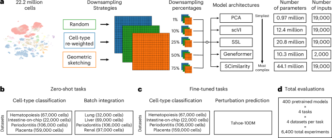 Evaluating Pretraining Dataset Scale and Diversity: Impact on Single-Cell Foundation Models Evaluating the role of pretraining dataset size and diversity on single-cell foundation model performance
