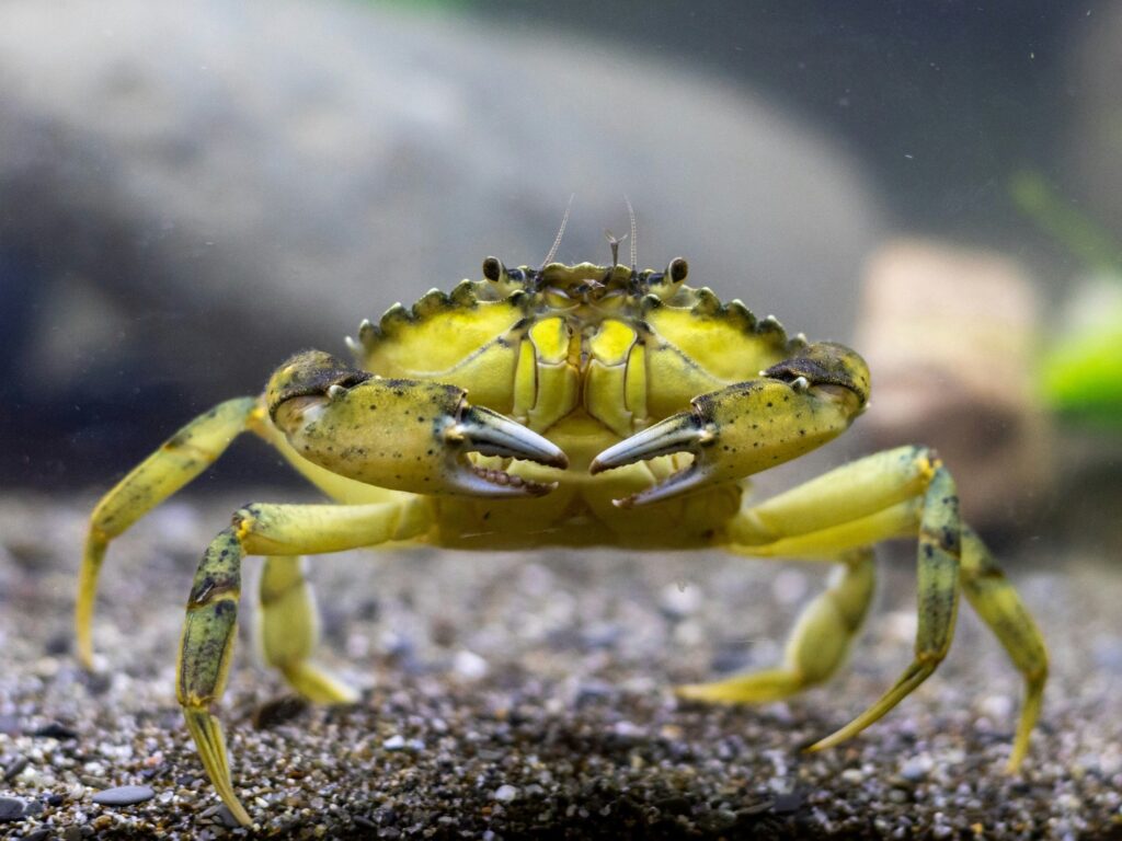 Green crab as NVIDIA NemoClaw AI agents are automating industrial engineering workflows across major enterprise software applications.