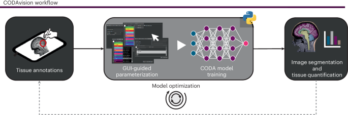 Unlocking Medical Imaging: CODAvision’s Intuitive Path to Rapid, Customizable Segmentation CODAvision: best practices and a user-friendly interface for rapid, customizable segmentation of medical images