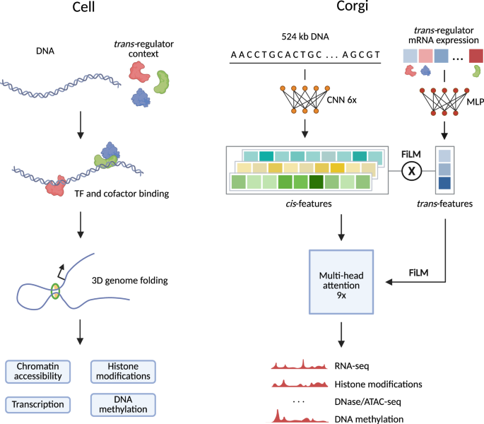 The Gene Sequence Oracle: Context-Aware Prediction of Human Gene Regulation Context-aware sequence-to-function model of human gene regulation