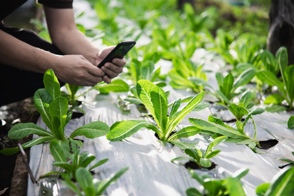 From Grasslands to Gigabytes: How LoRaWAN Cultivates the Future of Farming From remote pastures to satellite-connected fields: Why LoRaWAN is essential for smart agriculture