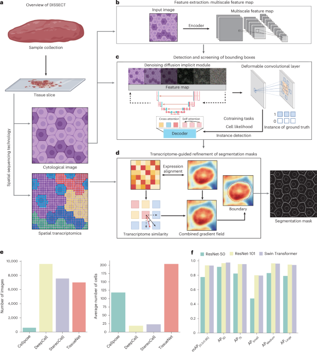 DISSECT: Fusing Cytological Imagery and Spatial Transcriptomics for Revolutionary Cell Segmentation Integrating cytological images and spatial transcriptomics for cell segmentation with DISSECT