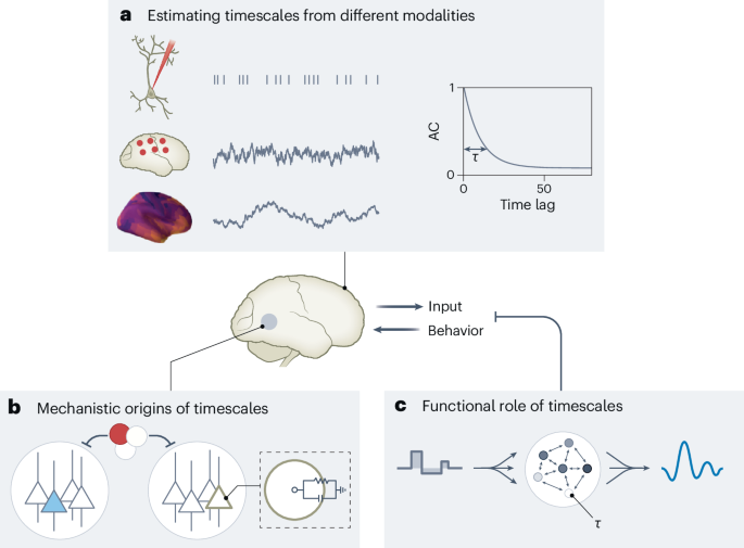 The Brain’s Clockwork: Decoding Neural Timing from Silicon to Synapse Neural timescales from a computational perspective