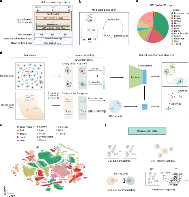 SpatialFormer: Decoding Life’s Architecture from Molecules to Multicellular Worlds SpatialFormer: universal spatial representation learning from subcellular molecular to multicellular landscapes