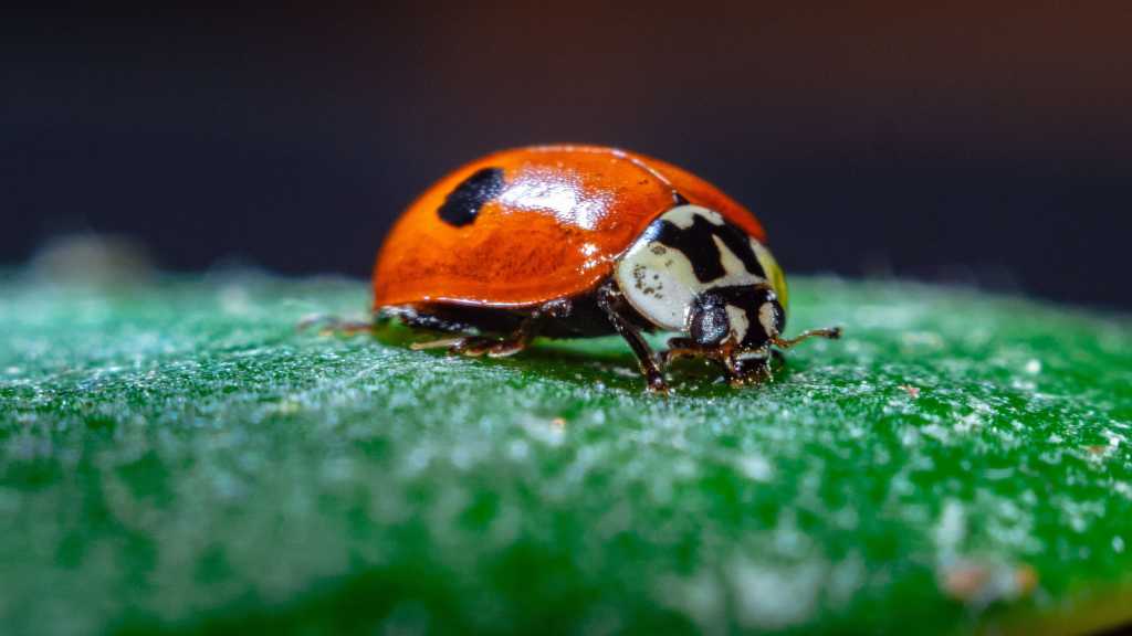 The 17 Software Glitches That Became Legendary Nightmares Ladybug, Bug