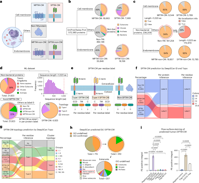 Hunting the Perfect Glue: Designing Cell Surface Powerhouses Discovery and design of potent cell surface display elements