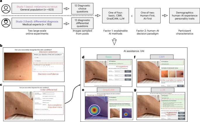 The Double-Edged Scalpel: How Explainable AI Divides Dermatologist Insight From Patient Understanding Divergent impacts of explainable AI for dermatological diagnosis on clinicians versus lay people