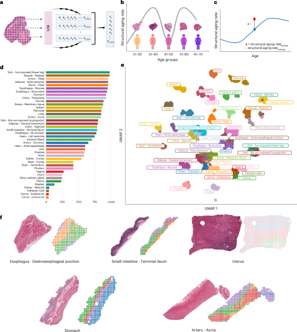 The Architecture of Aging: Mapping Tissue-Specific Structural Journeys and Their Coordinated Decline Across the Human Body Mapping structural aging across human tissues reveals tissue-specific trajectories and coordinated deterioration