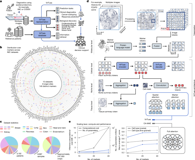 The Protean Atlas: Decoding Life’s Spatial Blueprint with a Virtual Tissue Foundation Model The Virtual Tissues foundation model resolves spatial proteomics across scales