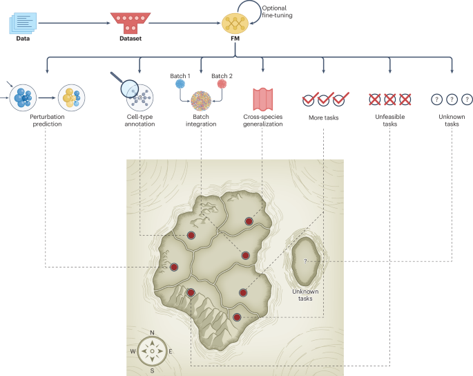 Putting Biomedical Foundation Models to the Test: A Comprehensive Benchmarking Study Benchmarking biomedical foundation models | Nature Methods