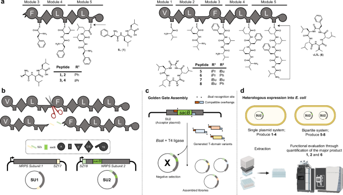 AI Rewires Nature’s Molecular Factories to Engineer the Next Generation of Peptide Drugs Generative AI designs functional thiolation domains for reprogramming non-ribosomal peptide synthetases