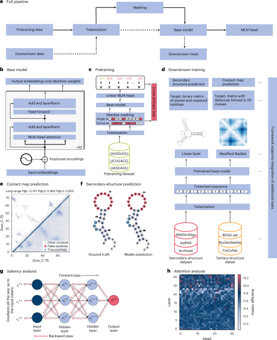 NucleicBERT Cracks the RNA Code: How Self-Supervised Language Modelling Illuminates Sequence Space NucleicBERT interprets RNA sequence space through self-supervised language modelling