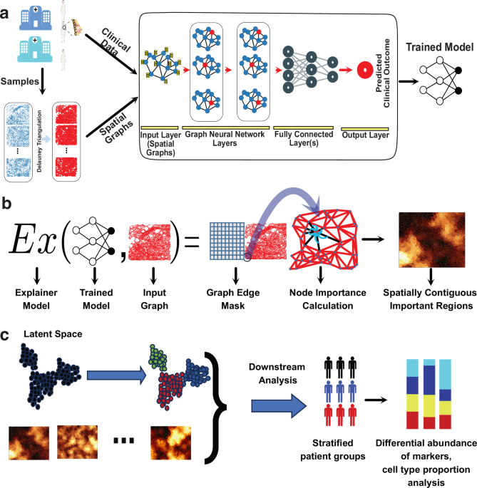 Where Tissue Meets Outcome: SpaCEy Decodes Spatial Architectures to Predict Clinical Results Through Explainable Graph Neural Networks SpaCEy links spatial tissue patterns to clinical outcomes using explainable graph neural networks