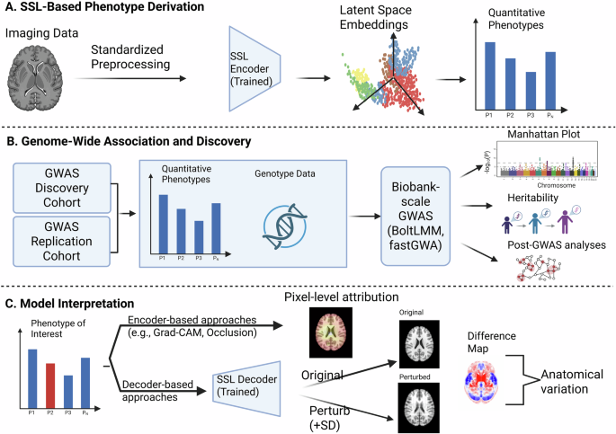 From Pixels to Genes: How Self-Supervised Imaging Phenotypes Are Revolutionizing Genetic Discovery in GWAS A review of self-supervised imaging phenotypes for genome-wide association studies