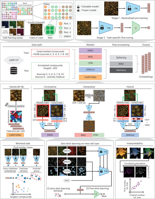 Self-Supervised Deep Learning Transforms Morphological Profiling: Uncovering Cellular Response Patterns Through Comparative Representation Analysis Advancing morphological profiling with self-supervised learning through comparative insights into representation learning of cellular perturbations