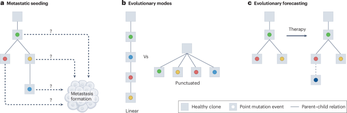 Single-cell tumour phylogenetics | Nature Reviews Cancer Single-cell tumour phylogenetics | Nature Reviews Cancer
