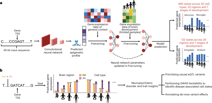 Harnessing Spatiotemporal AI to Decode Gene Regulation and Genetic Variant Impacts in Human Brain Development with Seal Spatiotemporal AI-based modeling of gene regulation and variant effects in the developing human brain using Seal